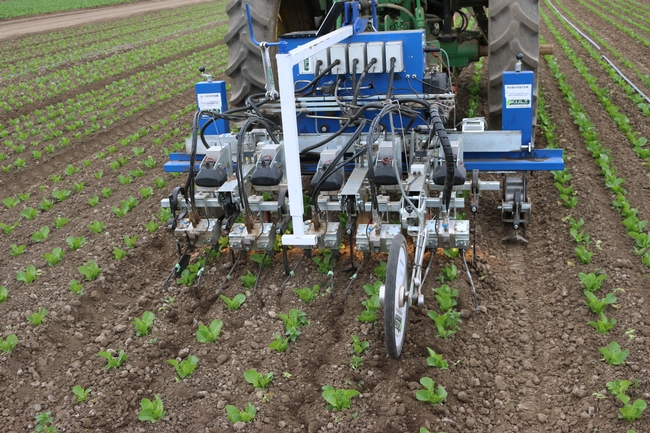 CUTLINE: First-generation, vision-based, intelligent cultivators are now available to help control weeds in specialty crops. (Photo courtesy of Steve Fennimore, University of California, Davis.)