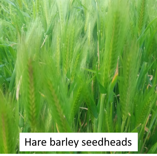 Hare Barley