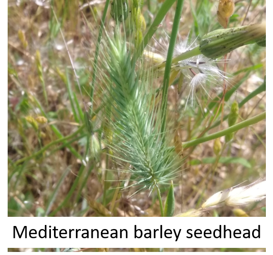 Mediterranean Barley