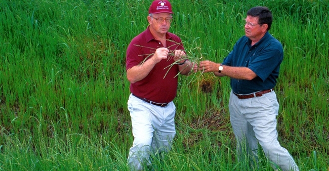 USDA entomologist Gordon Snodgrass (left) and Bill Scott monitor tarnished plant bug populations on their weed hosts. Universities around the world have teamed to combat crop-threatening weeds. (Photo courtesy of USDA)