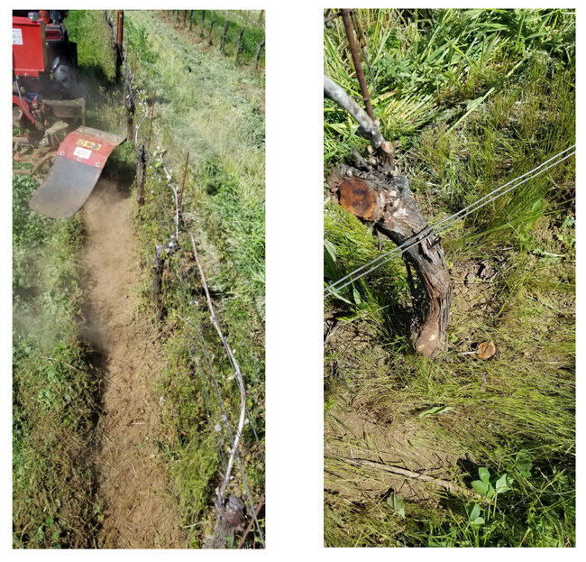 Figure 4. Brush weeder in operation in a vineyard in Yamhill, OR 2019 (left). The brush was spinning at 1,500 rpm, cut plants at the soil level, and uprooted smaller seedlings. The abrasive action can remove bark (right), generate dust, and entangle with wire installed too closely to to the ground.