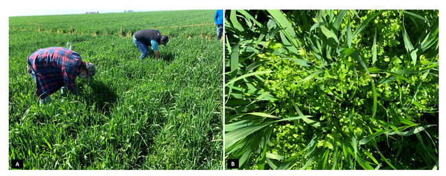 Figure 8. A) Research site in a triticale field located at Tulare County; B) highlight of the heavy common chickweed pressure prior to experimental treatments application.