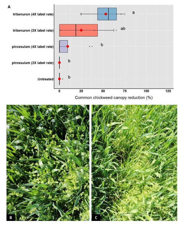 Figure 9. A) Chickweed visual % of canopy reduction in triticale 30 DAT. Means followed by the same letter are not significantly different according to Fisher's protected LSD test at P ≤ 0.05; B) pyroxsulam at 0.1 lbs ai acre-1 (2 X label treatment) 30 DAT; and C) tribenuron at 0.031 lbs ai acre-1 (2 X label treatment) 30 DAT.