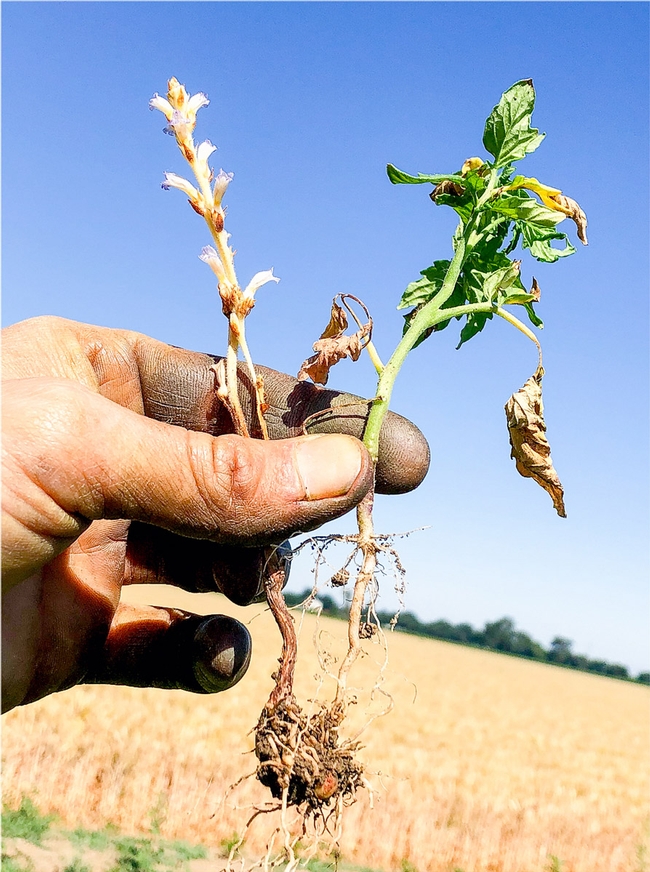 A branched broomrape plant attached to a volunteer tomato root. (Photo credit: Bradley D. Hanson)