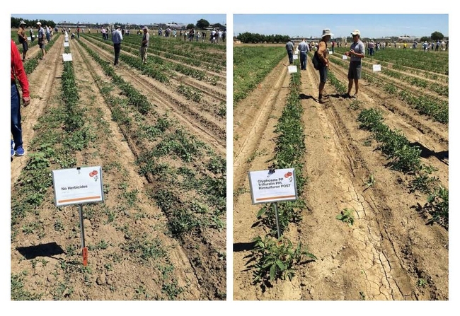 Figure 2. Bindweed control plots at UC Davis. Untreated control on the left, glyphosate, trifluralin, and rimsulfuron on the right.