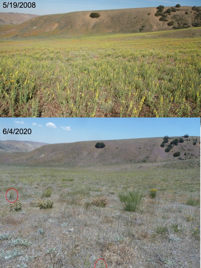 Figure 3. Before-after photos of the Dalmatian toadflax infestation at the Hungry Valley State Vehicular Recreation Area near Gorman, CA. Red circle indicates a live toadflax plant which is not flowering. Top photo dated 5/19/2008 by Baldo Villegas, CA Dept. of Food and Agriculture; bottom photo dated 6/4/2020 by Lincoln Smith, USDA Agricultural Research Service.