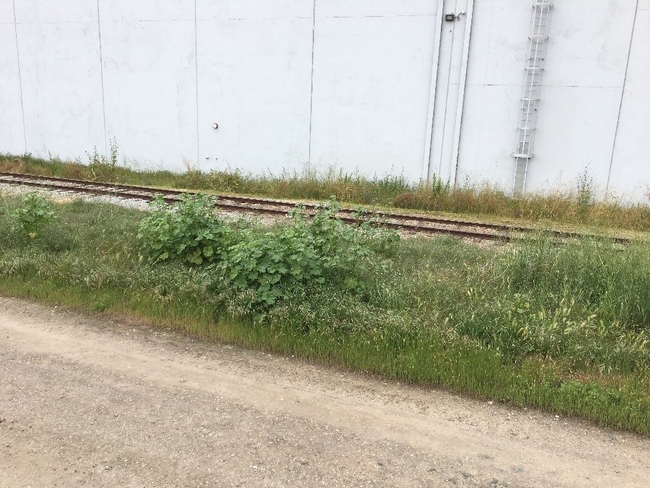 Industrial areas are good locations for a variety of weeds to survive.