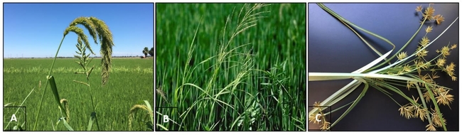Figure 1. The most prevalent weeds in the 2019 and 2020 trials were A) watergrass and barnyard grass (Echinochloa spp.) and B) sprangletop (Leptochloa fusca). The most prevalent weed in the 2021 trial was C) yellow nutsedge (Cyperus esculentus).