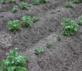 Photo 2. Delayed emergence of potatoes with glyphosate residues (Photo courtesy of Andy Robinson, NDSU)