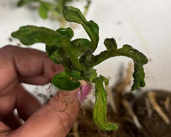 Photo 4. Bending and twisting of leaves due to glyphosate residue in seed potato (Photo courtesy of Jaspreet Sidhu)