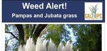 Figure 1. Weed alert for related weeds pampasgrass and jubatagrass. for UC Weed Science Blog