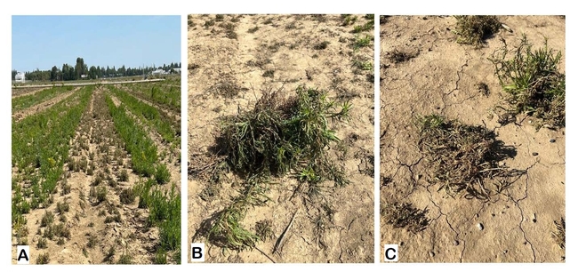 Figure 2. (A) Treated strip 3 DAT, (B) injured plant 1 DAT, (C) injured plant 7 DAT.
