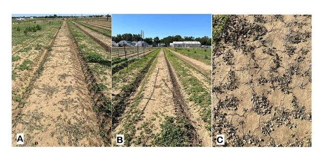 Figure 4. Prostrate pigweed and field bindweed: (A) 1 DAT, (B) 7 DAT, and (C) 7 DAT.