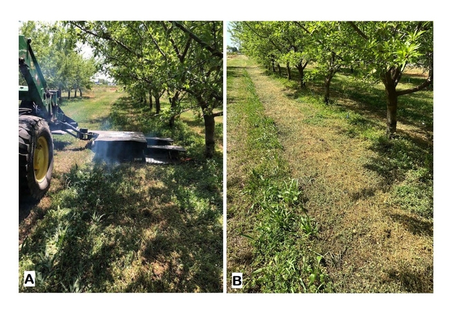 Figure 6. EWC machine running in an almond orchard (left) and desiccated burclover 3 DAT (right).