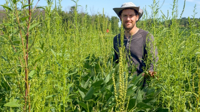 Bryan Brown, integrated weed management specialist for New York State Integrated Pest Management, stands in a soybean field that lost 50% of its yield to weed competition, even after several herbicide applications.