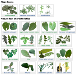 Figure 2. UC IPM weeds-plant characteristics