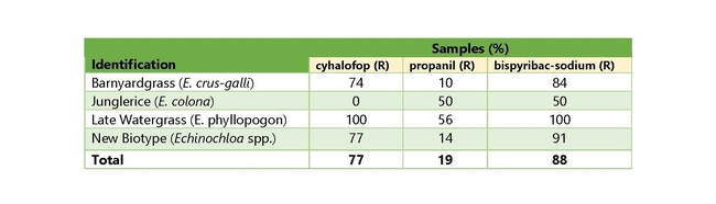 Table 3. Percent of samples resistant (R) to foliar-applied herbicides (cyhalofop, propanil, and bispyribac-sodium), by species or biotype, in comparison to two susceptible late watergrass (Echinochloa phyllopogon) populations.