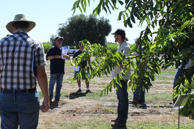 UCD Department of Plant Sciences faculty Kassim Al-Khatib (left) and Brad Hanson (center) offer field days for learning about weed management, including the use of herbicides and how to identify herbicide injuries to plants.