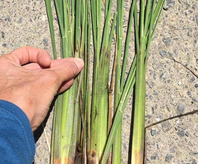 Figure 4. Monitoring for stem rot should happen at late-tillering. Black lesions form on the stems at the water line. Fungicide treatment is most effective when applied at early-heading.