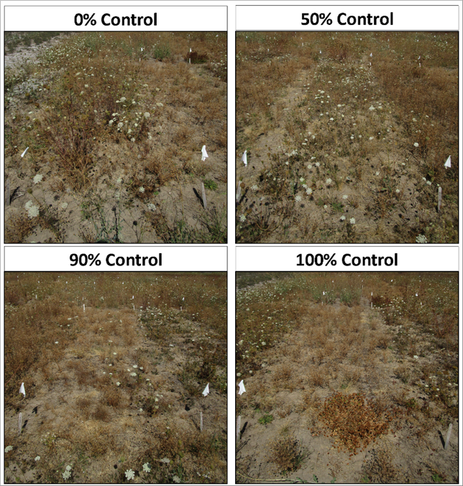 Figure 2. Plots exemplifying different levels of wild carrot control within trials at wild carrot flowering in mid-August. Note the many mature plants in 0% control (check treatment), with a second cohort of later-germinating plants in full flower.
