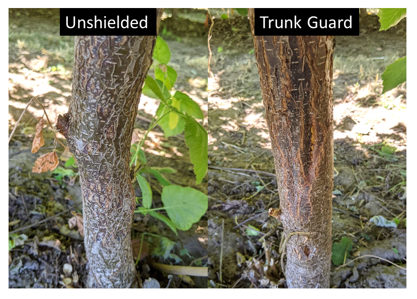 Protecting Hazelnut Trunks From Herbicide Injury Uc Weed Science Anr Blogs