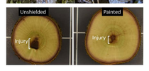 Figure 3: External (top photo) and internal (bottom photo) injury was measured in unshielded and painted hazelnut trunks, showing a reduction of injury in painted trunks. The trees pictured were sprayed with 224 fluid ounces per acre of glufosinate (4x the legal label rate). for UC Weed Science Blog