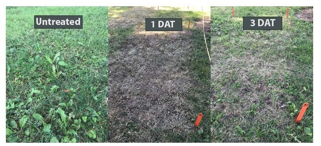 Figure 1. Burndown activity can be seen quickly after application of many contact organic herbicides.DAT = days after treatment.
