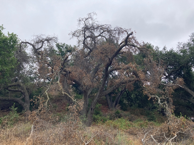 A big, dead oak tree