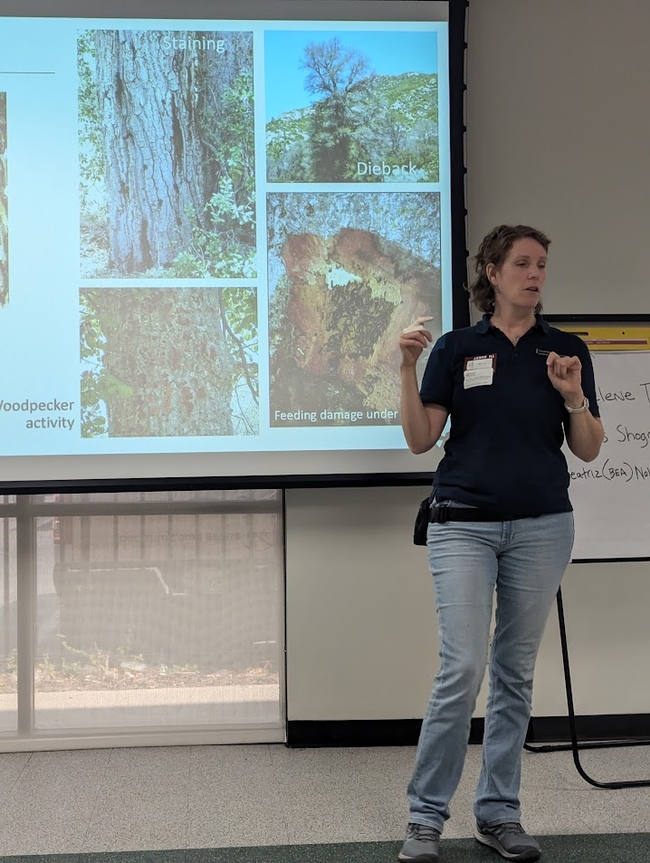 A person talking next to a projected picture of signs and symptoms of goldspotted oak borer infestation in oak trees