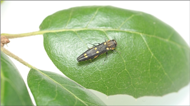 A small beetle, with six golden spots on its brown wings, on top of an oak leaf