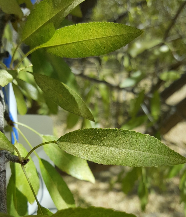 Image shows almond leaves with spider mites along with their feeding injury during the late part of the growing season.