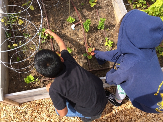 Two children touching newly grown plants in planters.