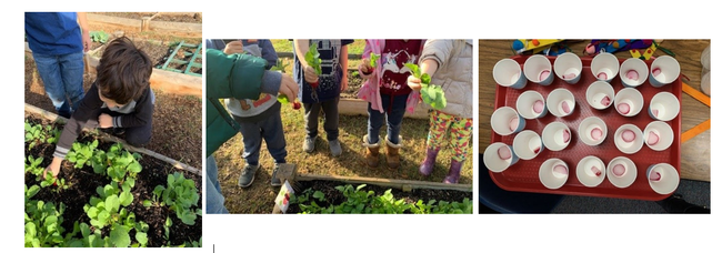 Kindergarteners planted, harvested, and tasted radishes. “The students were super excited to harvest what they grew. Students also were able to taste and take a radish home to show their parents.”- Marina Aguilera, UCCE Nutrition Educator, Tulare.