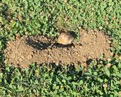 Figure 1. Pocket gopher looking out of its mound in a clover-filled lawn. Photo by Karey Windbiel-Rojas.