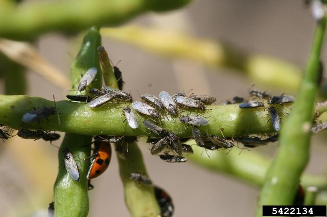 Numerous slender, blackish gray insects congregating on a seed pod.