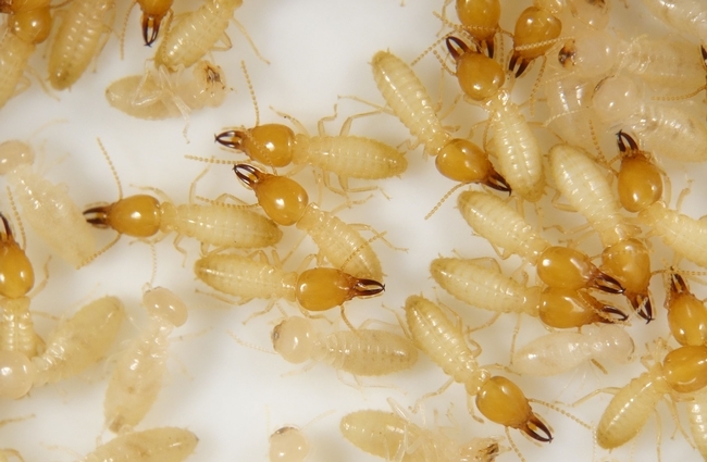 Numerous yellow and brown termite workers and soldiers.