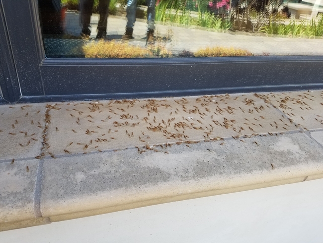 Hundreds of dead termites scattered on the sidewalk.
