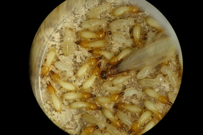 Formosan subterranean termite workers, soldiers and winged alate