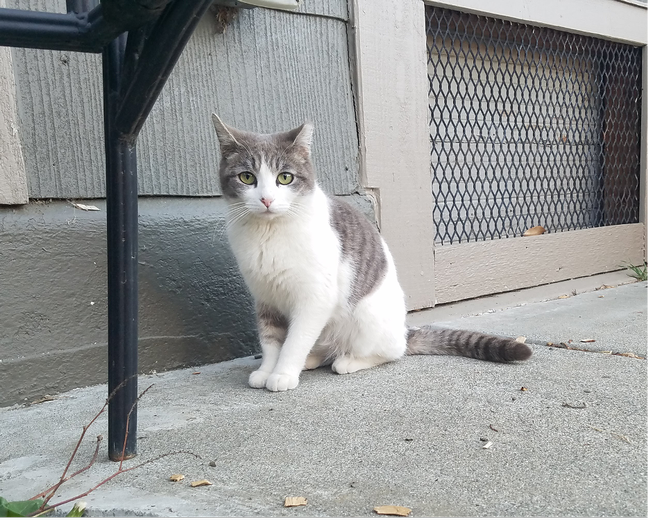 A gray and white cat sitting outside of a house.