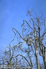 A defoliated tree with rounded branches that look like shepherd's hooks.