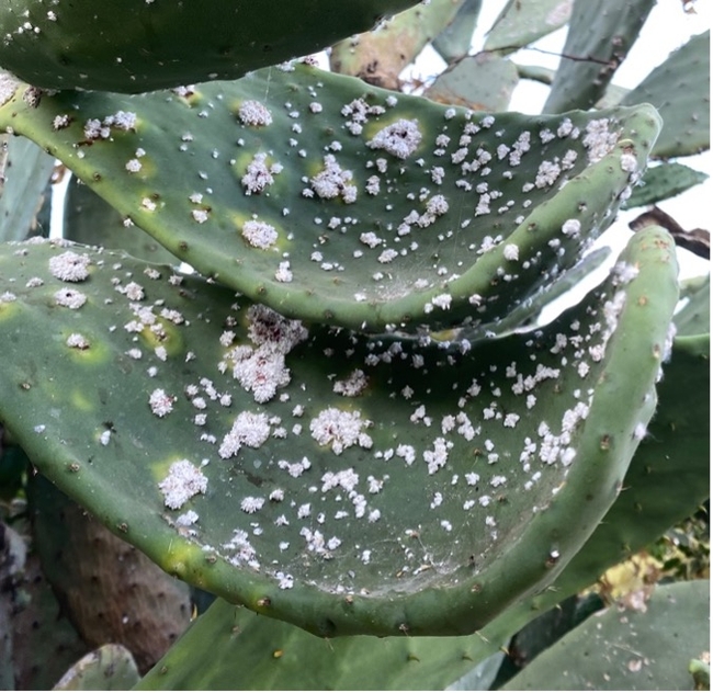 Fuzzy-like white spots all over the green pad of a prickly pear cactus.