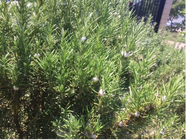 Narrow green leaves of rosemary with a white spit-like substance along the stems.