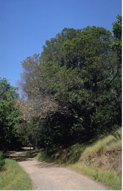 Brown coast live oaks killed by ambrosia bark beetle and oak sudden death undiagnosed malady, distant view. Marin Co.