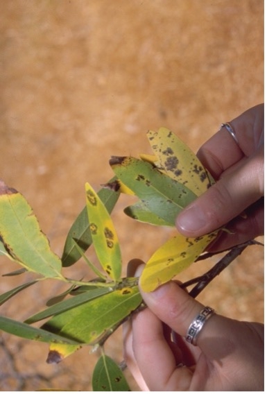 A person holding narrow green leaves that are turning yellow and have brown dead spots on them.