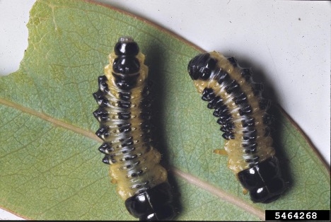 Black and yellow larvae on a leaf.