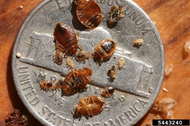 Multiple sizes of small, brown, oval-shaped insects on a nickel.