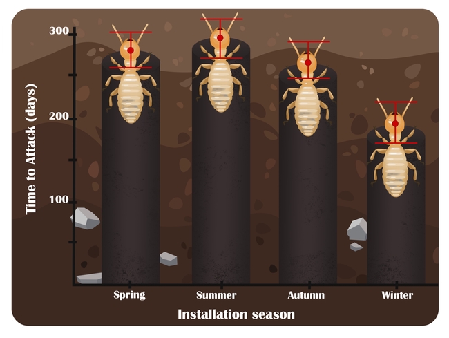 Figure 4. Time required for western subterranean termites to begin consuming baits installed during four different seasons in California's San Francisco Bay Area. Red points on termite heads represent the average time-to-attack (number of days between installation and first observation of bait consumption). Red bars extending above and below each point represent standard error of the mean. Photo by Casey Hubble, UCCE.