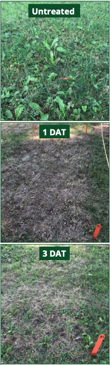 Figure 1. Burndown activity can be seen quickly after application of many contact organic herbicides. DAT = days after treatment. Photos by Karey Windbiel-Rojas, UC IPM.