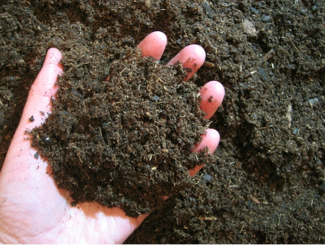 A hand holding brown soil.