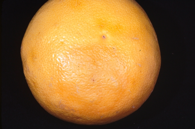 An orange citrus fruit that appears mottled from an infestation of oriental fruit fly larvae.